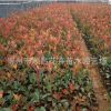 基地供應銷售紅葉石楠 綠化用 紅葉石楠 美觀大方四季常綠灌木