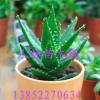 批發迷你盆栽植物 不夜城蘆薈 多肉植物 室內盆栽 進化空氣