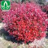 基地供應紅葉石楠球 紅葉 工程樹木 規(guī)格齊 紅葉石楠球價格