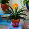 供應君子蘭盆景，盆栽君子蘭批發，君子蘭小苗，全國基地批發價