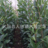 批發 大葉女貞.出售， 女貞.高桿女貞 小葉女貞，規格齊全