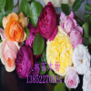 歐月，歐洲月季.藤本月季 薔薇.庭院爬藤，循環(huán)開花.品種齊全