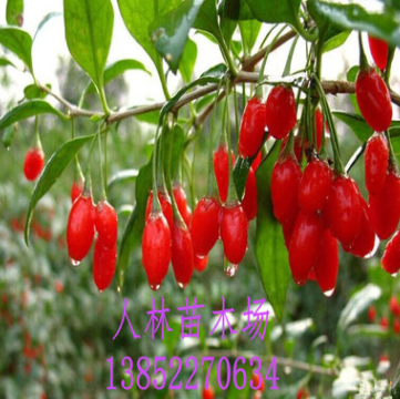 寧夏特種寧杞一號 枸杞. 高產(chǎn)高收品質(zhì)保證 寧夏紅枸杞樹.1-3年