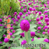 批發(fā)千日紅種子 千日紫種子庭院盆栽花卉易種花草 價格從優(yōu)