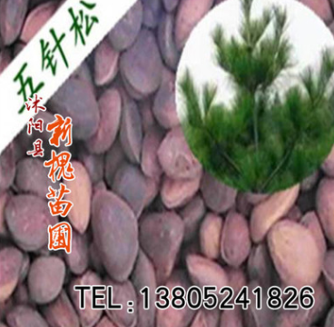 供應(yīng)精選新采易種常青五針松種子 盆景苗木 五針松種子銷售