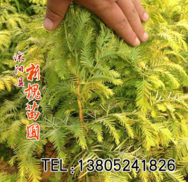 低價出售金葉水杉苗綠化工程苗耐寒 耐熱 金葉水杉觀賞價值高