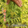 低價出售金葉水杉苗綠化工程苗耐寒 耐熱 金葉水杉觀賞價值高