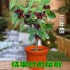 盆栽果樹苗櫻桃苗櫻桃樹苗南方北方大櫻桃苗車厘子櫻桃