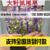 大籽藍(lán)花鼠尾草 粉花鼠尾草 喜溫暖及向陽處 庭院花卉