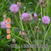 草花種子 藿香種子 中藥材種子 種子批發 廠家直銷批發