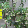 盆栽風(fēng)車茉莉花 銀絲茉莉 垂釣的風(fēng)車茉莉 可攀緣 庭院爬藤