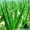 美國(guó)庫拉索蘆薈美容補(bǔ)水祛痘鮮蘆薈食用蘆薈植物蘆薈盆栽苗多肉