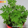 批發(fā) 驅(qū)蚊草 室內(nèi)盆栽花卉 驅(qū)除蚊蟲的神奇香草 夏天不再有怕蚊蟲