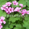 批發紅花醡漿草、夜合梅、幸運草園林景觀 庭院觀賞花卉 量大優惠