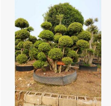 大量供應(yīng)小葉赤楠 造型樹(shù) 盆景