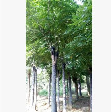 面向全國大量供應黃山欒樹 樹形漂亮 價格實在 規(guī)格齊全