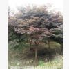 長沙跳馬紅楓樹 低價大量供應(yīng)各種規(guī)格紅楓