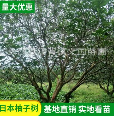 基地苗木果樹供應叢生香泡 柚子樹全冠香泡樹