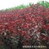 供應優質紅葉李 易活易種植紅葉李 工程園林綠化 供應優質紅葉李 易活易種植紅葉李 工程園林綠化
