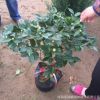 茶花盆栽直銷 凈化空氣 四季茶花 當年開花 庭院室內(nèi)觀賞茶花樹