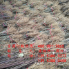 什么品種李子苗適合湖南種植 什么品種李子苗產(chǎn)量高 紅脆李價(jià)格