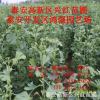 批發(fā)銀杏樹葉 哪里有銀杏苗種植基地 銀杏葉多少錢一斤