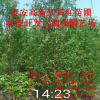 山東照手桃品種介紹 照手紅 嫁接5公分龍柱碧桃樹苗基地
