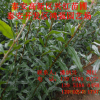 銷售泰山大紅石榴樹苗 白籽石榴樹苗價(jià)格 大青皮石榴樹苗