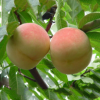 桃樹嫁接苗批發 晚熟豐產映霜紅桃樹苗價格 銀莊農業果樹苗木