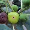 無花果樹 基地直銷 價格優(yōu)惠 無花果樹 庭院種植水果樹