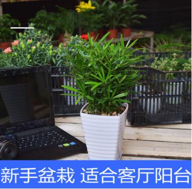綠色植物羅漢松適合新手室內客廳桌面防輻射盆栽客廳陽臺盆景花卉