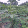 金傲芬無花果樹苗基地直銷價格 高產(chǎn)大青皮無花果苗品種純價格低