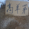 供應(yīng)各種工程綠化苗木 大量批發(fā) 價(jià)格優(yōu)惠 優(yōu)質(zhì) 高羊茅草坪種子