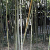 批發(fā)烏哺雞竹 竹筍用竹竹子苗 庭院綠化觀賞 園林工程綠籬