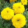 供應(yīng)各種牧草花草種子 優(yōu)質(zhì)萬(wàn)壽菊種子 菊花種子 花卉種子