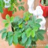 四季香菜種子 盆栽蔬菜種子 陽臺種菜 芫荽種子