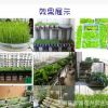 批發 四季油菜種子 有機綠色蔬菜種子 陽臺菜園種植盆栽 100粒/袋