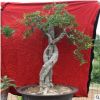 創(chuàng)業(yè)家居植物盆景 陽(yáng)臺(tái)庭院石榴樹樁 基地直銷果樹苗圃盆栽批發(fā)