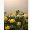 批發(fā)藤本月季苗 光譜月季 復(fù)色 大花芳香月季
