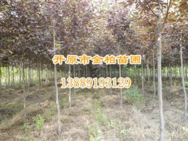 供應(yīng)紫葉稠李 彩葉苗木紫葉稠李價(jià)格 東北紫葉稠李走勢(shì)價(jià)格行情