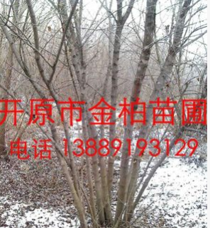 供應(yīng)東北精品 叢生茶條槭 叢生三角楓 綠化苗木 東北茶條槭價格
