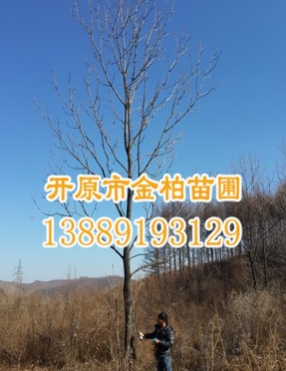 經銷批發 叢生水曲柳 樹形優美 花曲柳 東北綠化樹 苗圃直供樹苗
