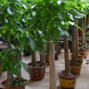 發(fā)財樹 發(fā)財王 辦公家居中型盆栽植物供應