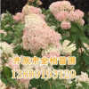 長期供應 木繡球 八仙花 木本繡球 園林綠化植物 大花水椏木 價格