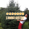 大量供應(yīng)各規(guī)格1--7紅皮云杉 青扦白扦 落地冠厚土球 質(zhì)量好價低