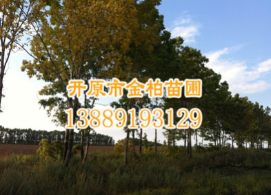 大量供應水曲柳 大葉梣 東北梣8-30公分 園林風景行道樹 水曲柳苗