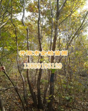 供應花曲柳 叢生花曲柳 遼寧花曲柳工程苗 東北山地樹花曲柳報價