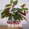 批發(fā)室內(nèi)客廳綠植 盆栽花卉 竹節(jié)海棠 來(lái)電咨詢15996731903