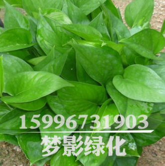 綠蘿盆栽 室內(nèi)桌面綠植花卉 凈化空氣 綠蘿水培觀葉綠植綠蘿批發(fā)