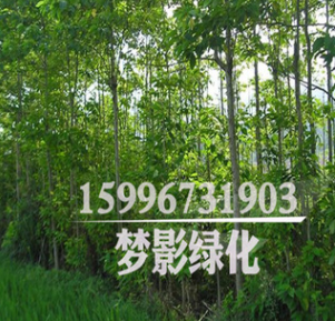 常年出售綠化苗木 喜樹 樹形優(yōu)美 貨源足 規(guī)格齊全 現(xiàn)貨